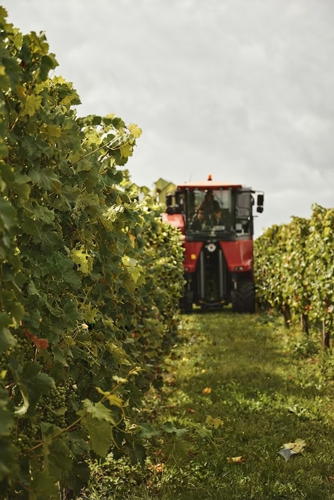 Portrait lifestyle — machine à vendanger dans les vignes